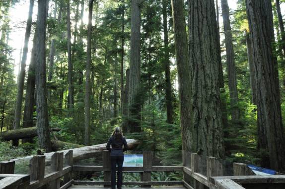 Trilha ba floresta de árvores gigantes, na Cathedral Grove, na estrada para Tofino, em Vancouver Island, na British Columbia, no Canadá
